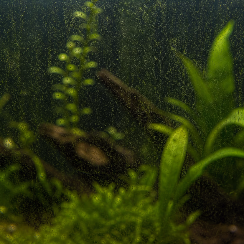 Green Dust Algae