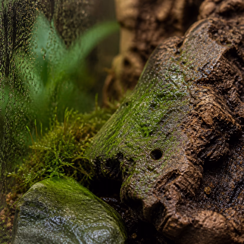 Terrestrial Green Algae