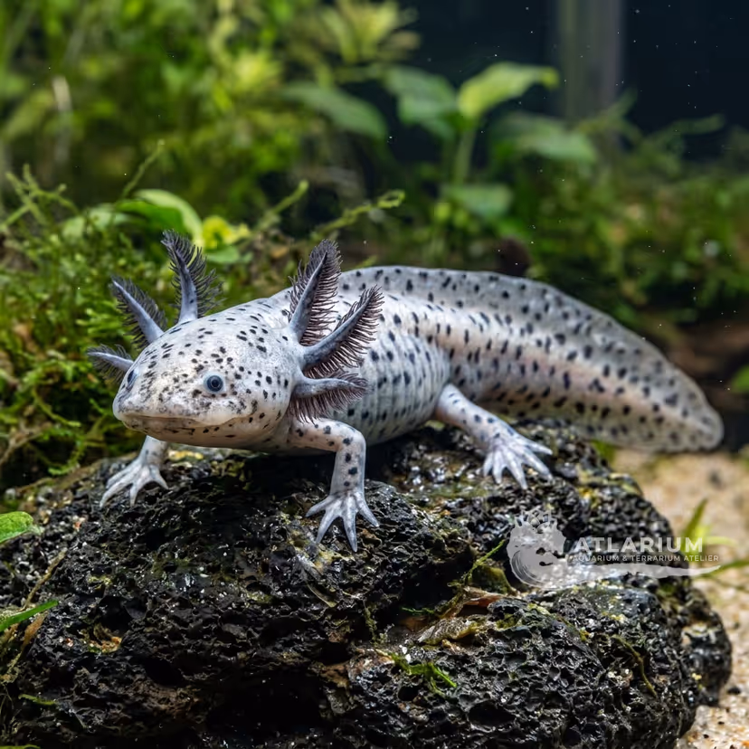 Axolotl (Ambystoma mexicanum)