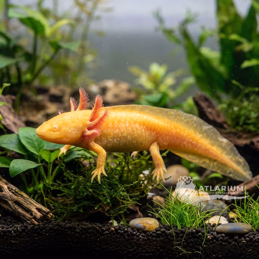 Axolotl (Assolotto) (Golden Albino) (Ambystoma mexicanum "Golden Albino")