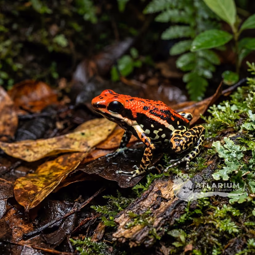 Spot-legged Poison Frog
