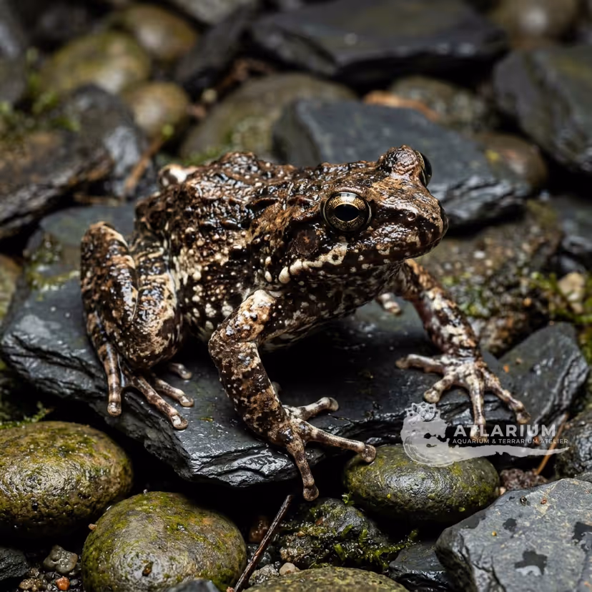 Rana de matorral de Stolle de Nueva Guinea (Asterophrys leucopus)