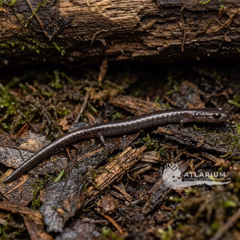 California Slender Salamander (Batrachoseps attenuatus)