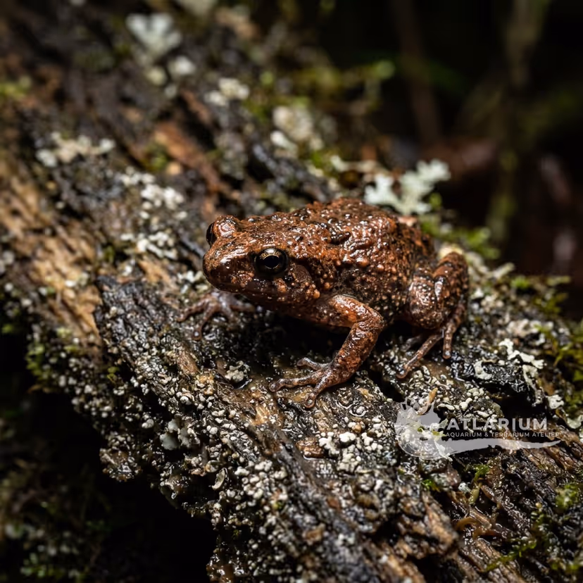 Small-eyed Choerophryne (Choerophryne microps)