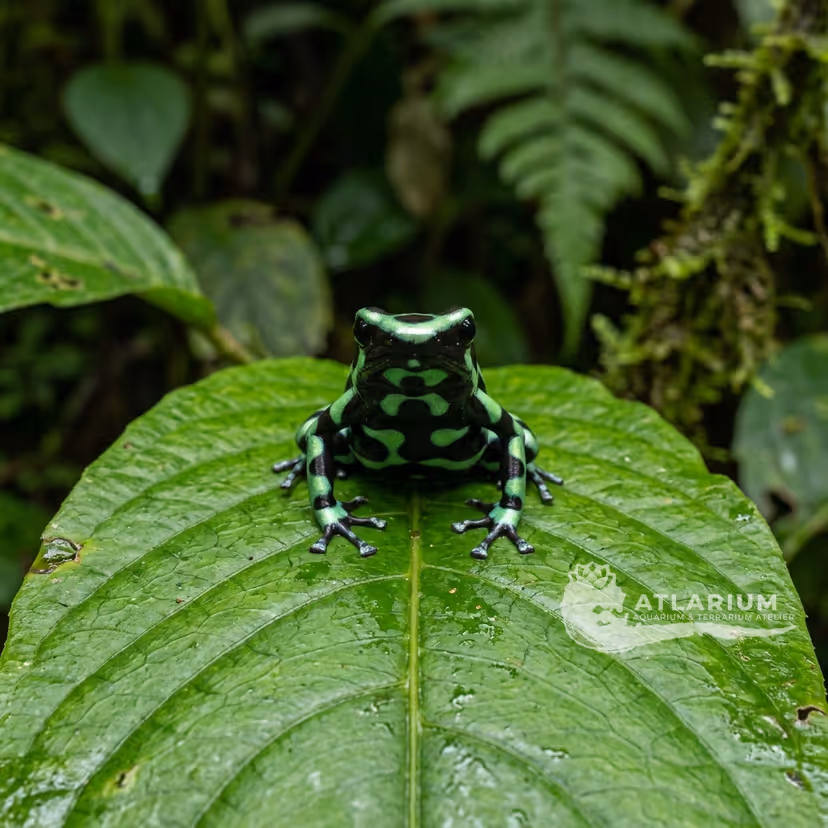 Rana Flecha Verde y Negra "Costa Rican Green and Black" (Dendrobates auratus "Costa Rican Green and Black")
