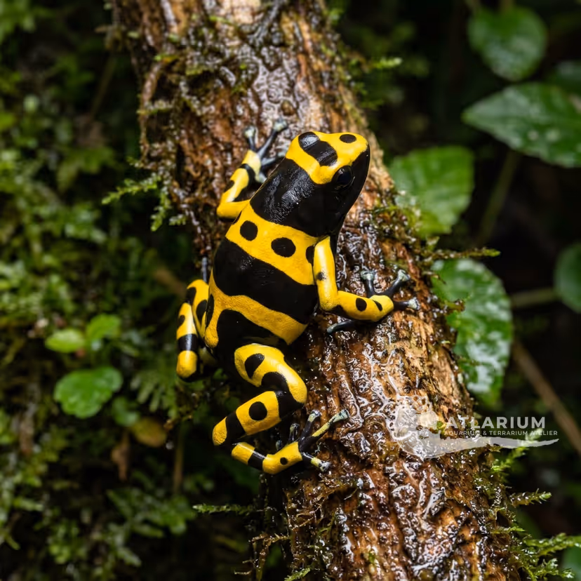 Yellow-banded Dart Frog "Banded"
