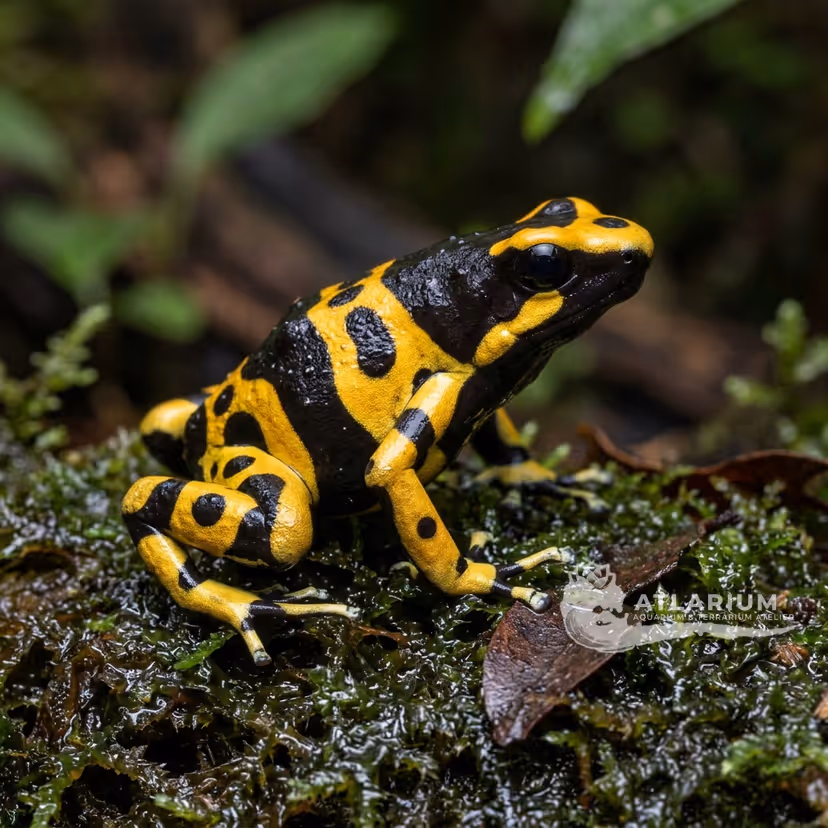 Rana Dardo de Bandas Amarillas (Abejorro) (Guyana) (Dendrobates leucomelas "Guyana")