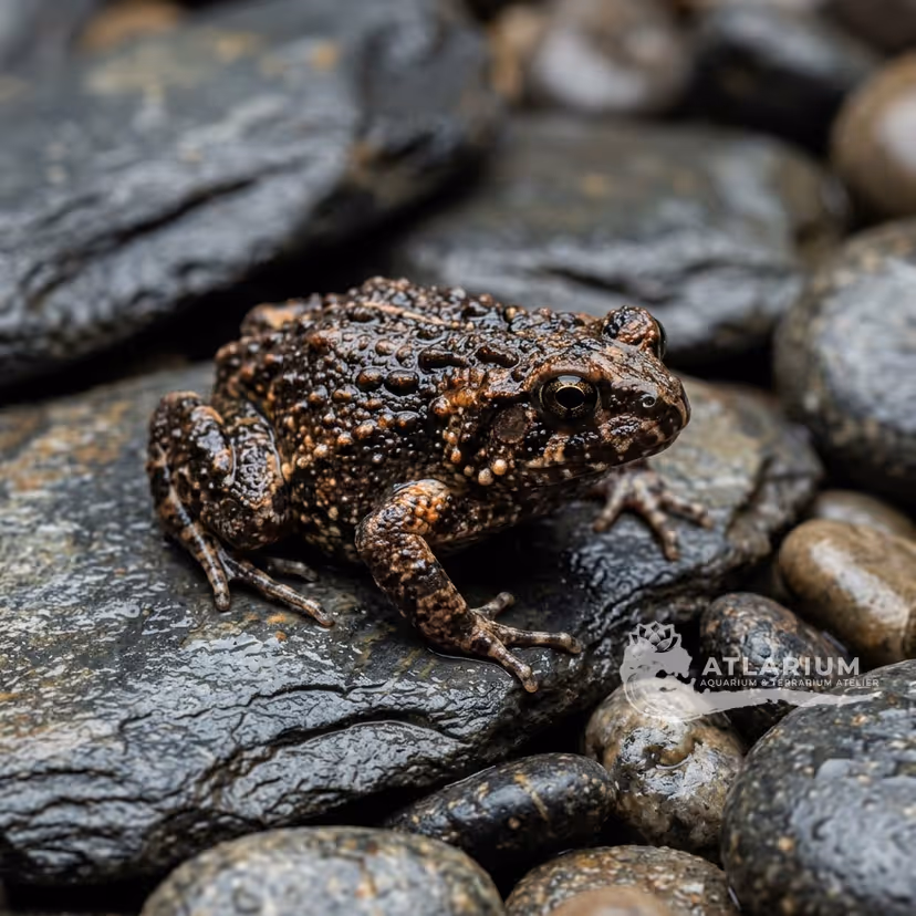 Rana de boca estrecha de Mueller (Dermatonotus muelleri)