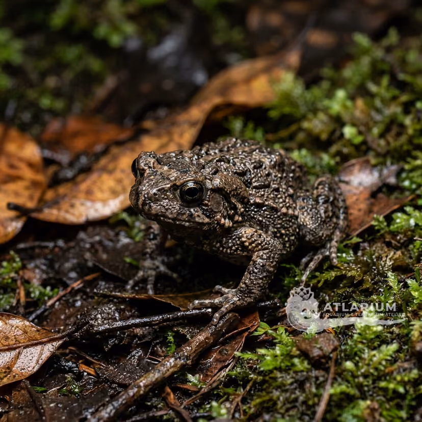 Philippine Narrowmouth Toad