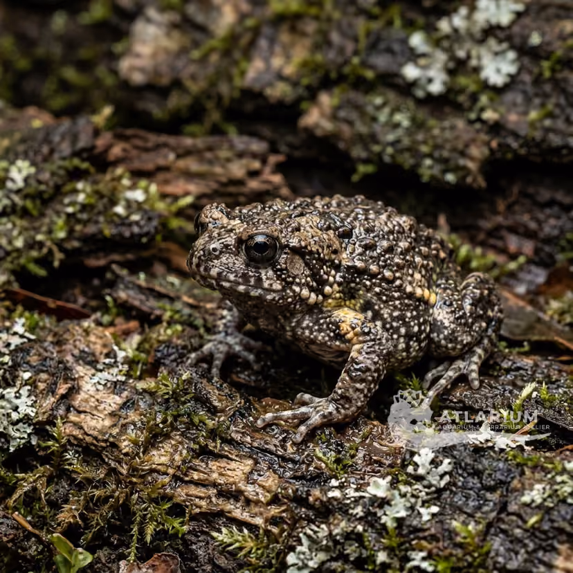 Rana scavatrice verrucosa