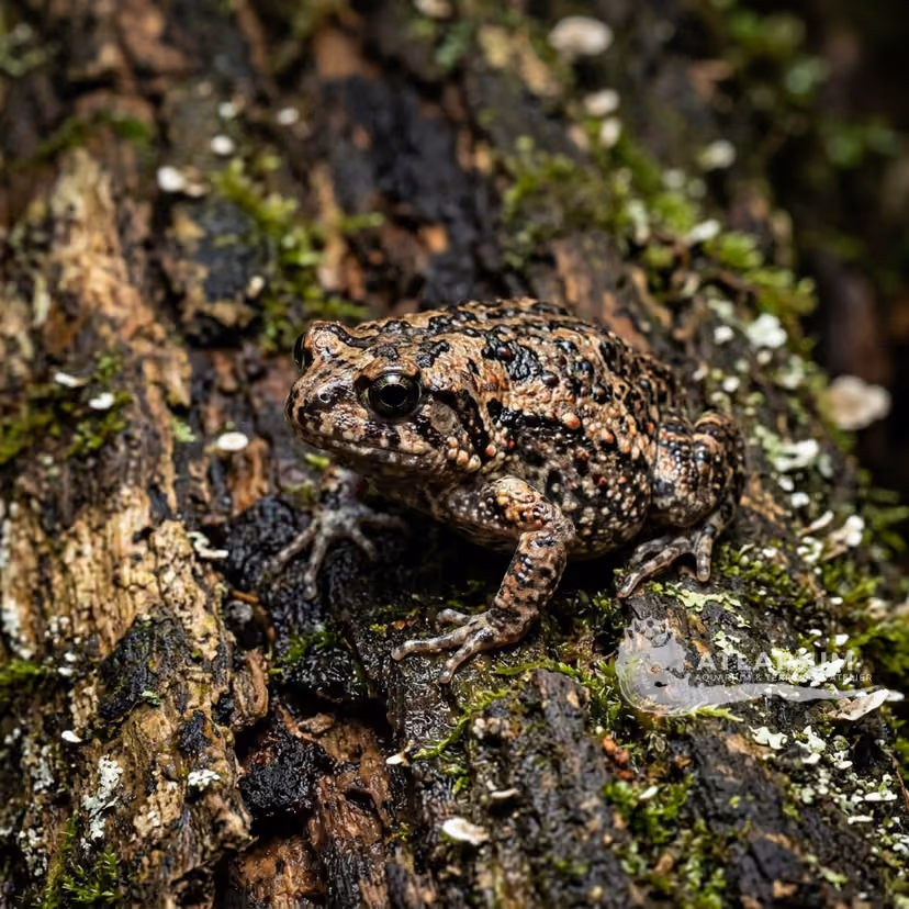 Walter's Narrowmouth Toad