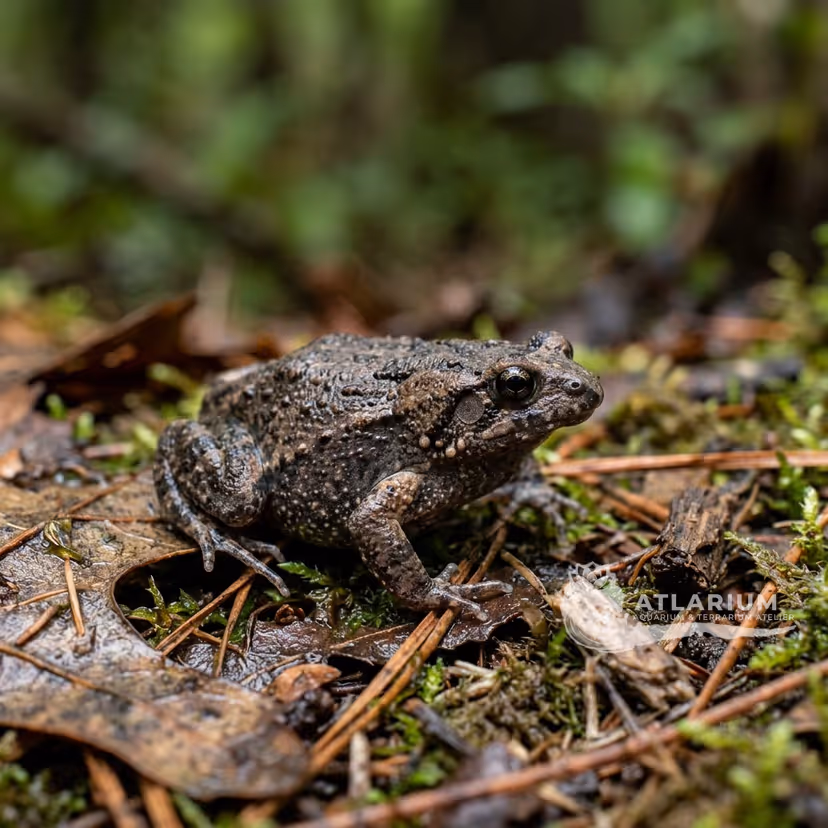 Rana Cara de Pato Estrecha (Microhyla carolinensis)