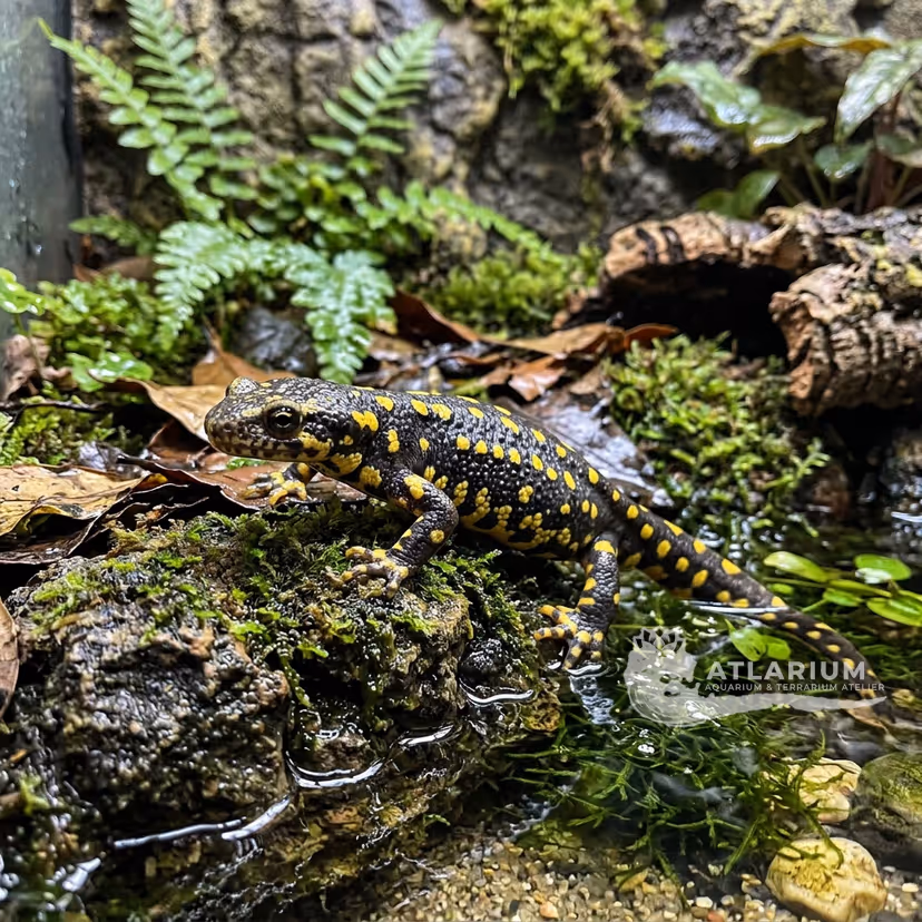 Anatolian newt (Neurergus strauchii)