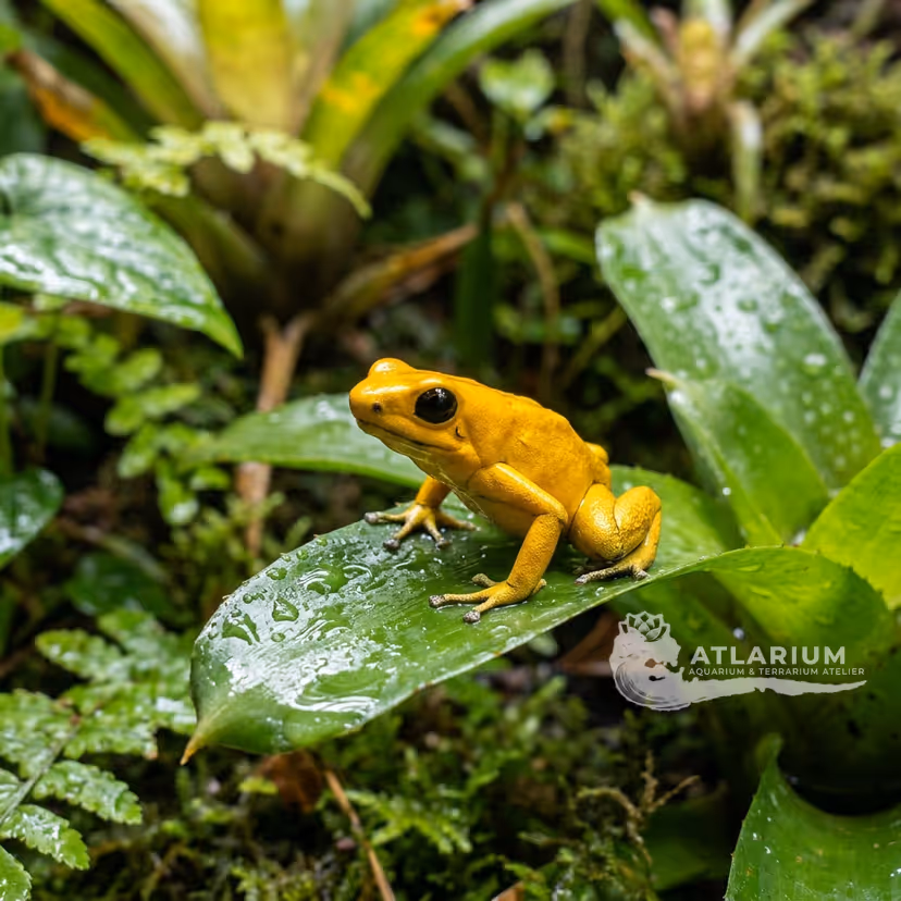 Strawberry Poison-dart Frog "El Dorado"