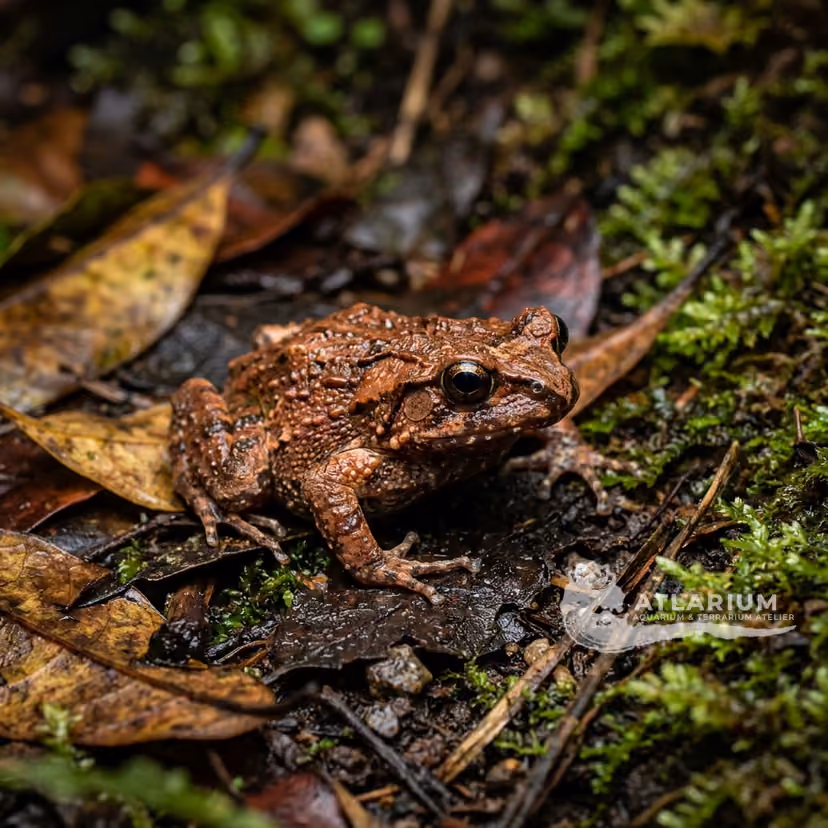 Rana frittella della Guiana