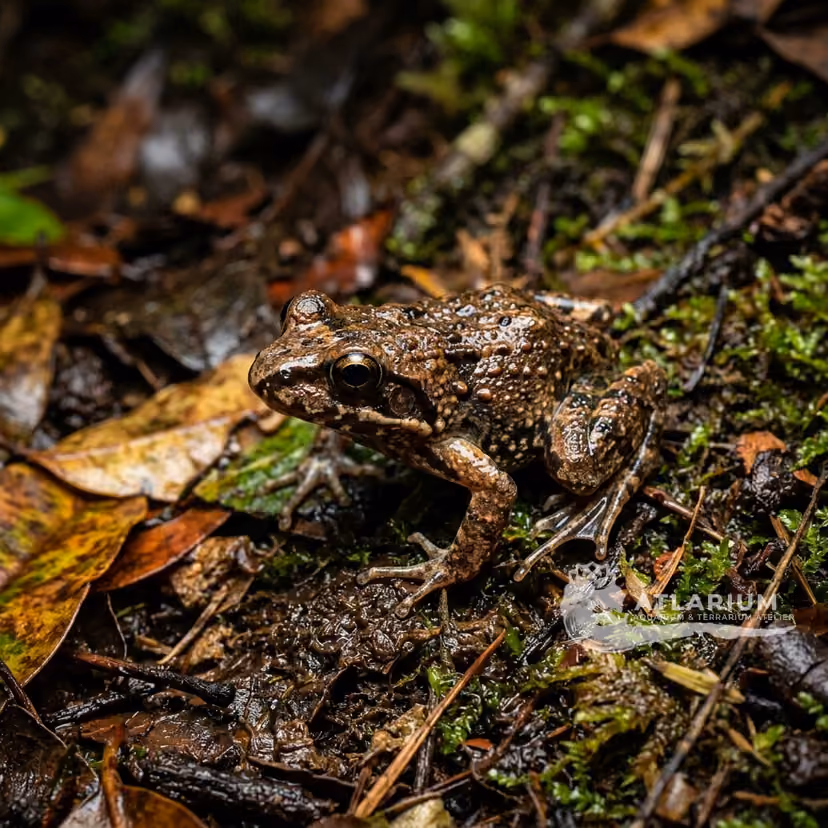 Web-foot Frog