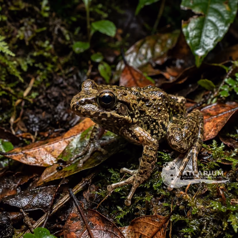 Masoala Web-foot Frog