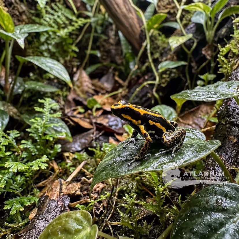 Rana Dardo Kokoe (Phyllobates aurotaenia)