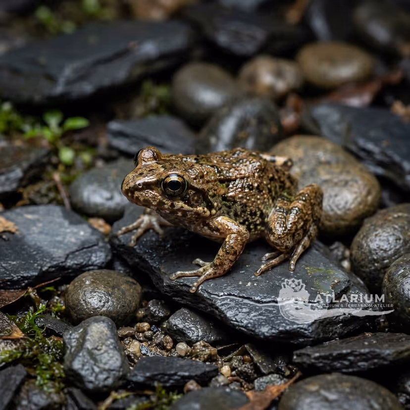 Bendrao Digging Frog (Plethodontohyla fonetana)