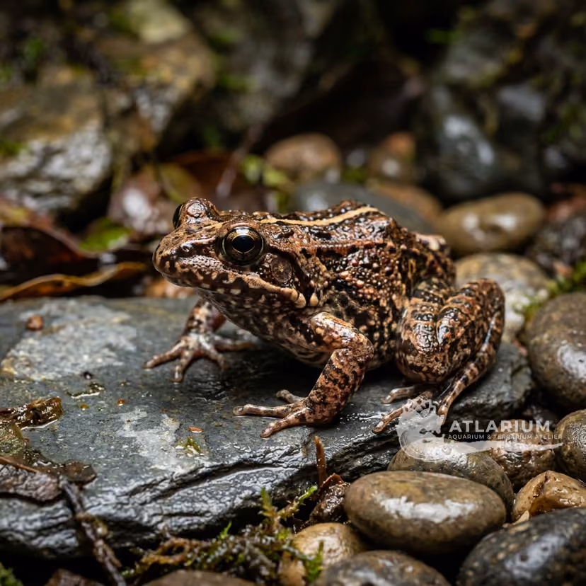 Mahanoro Digging Frog
