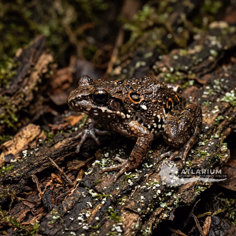 Ocellated Digging Frog