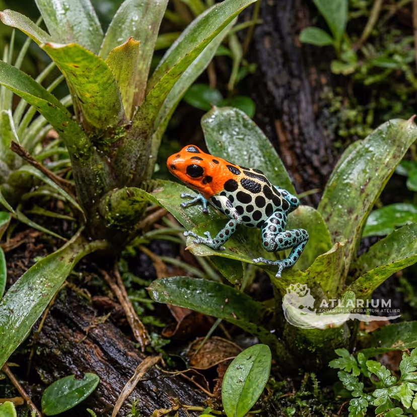 Fantastic Poison Frog (Ranitomeya fantastica)
