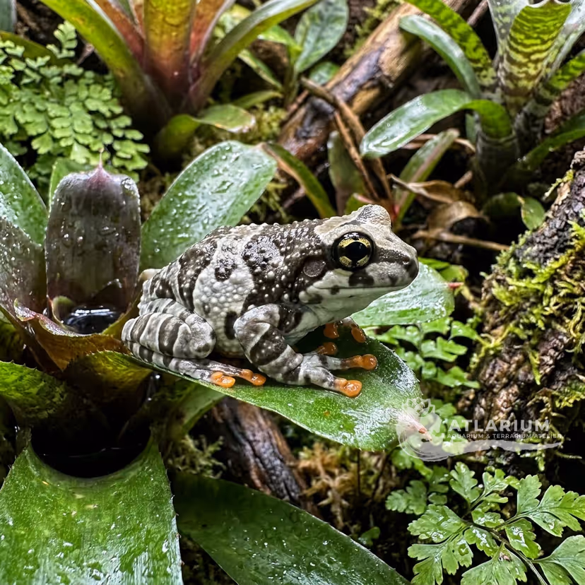 Amazon Milk Frog (Trachycephalus resinifictrix)