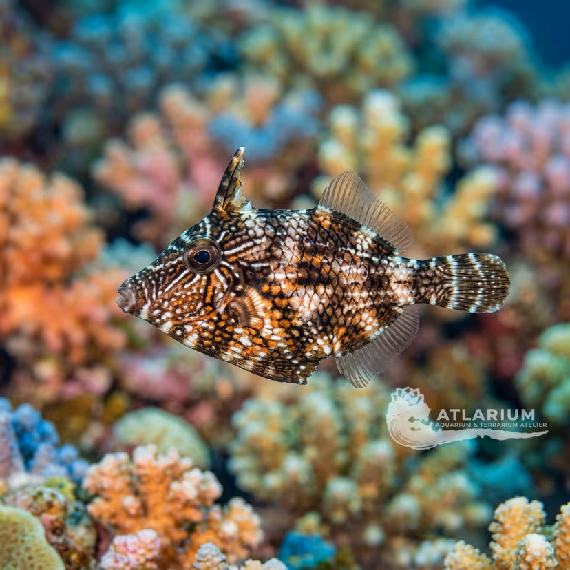 Radial Filefish (Acreichthys radiatus)
