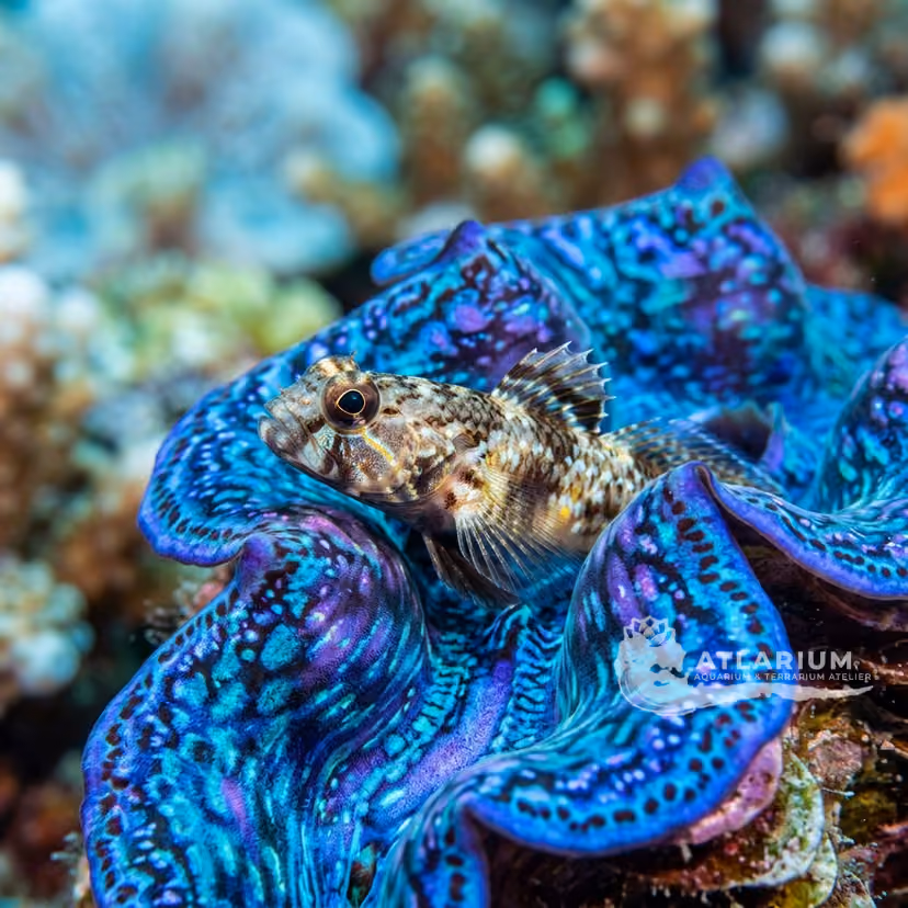 Japanese shrimp goby