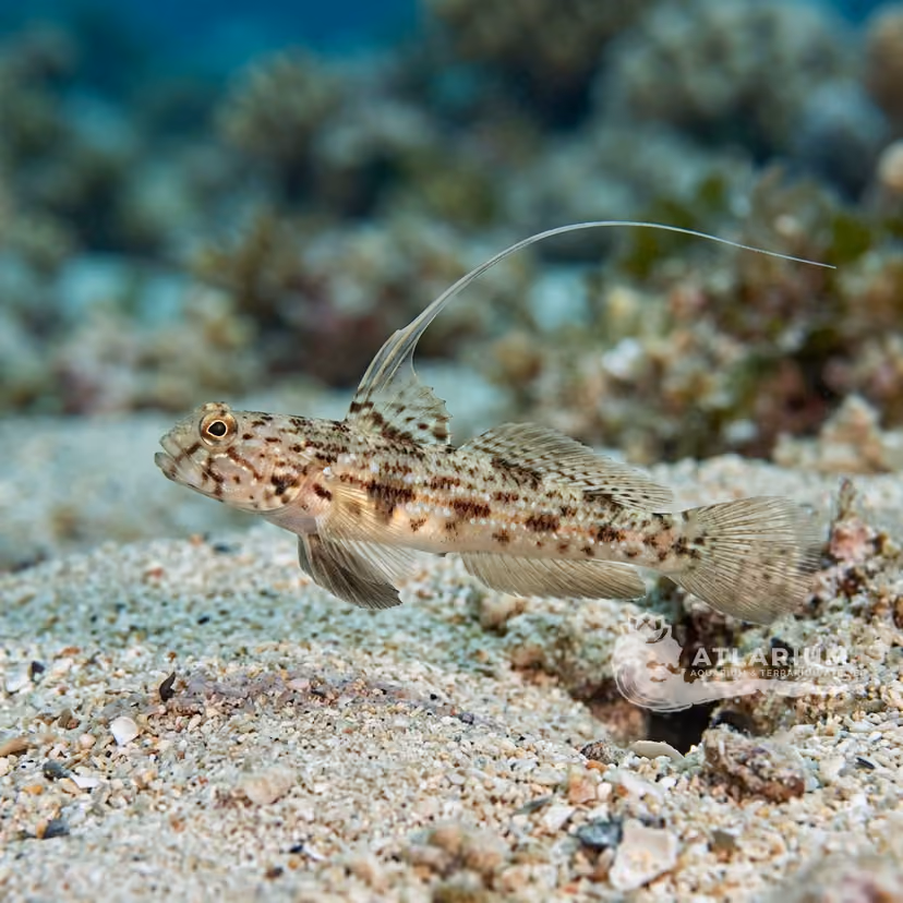 Long-filament Shrimpgoby