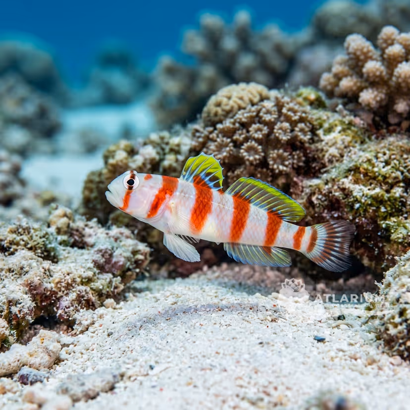Masui's Shrimpgoby