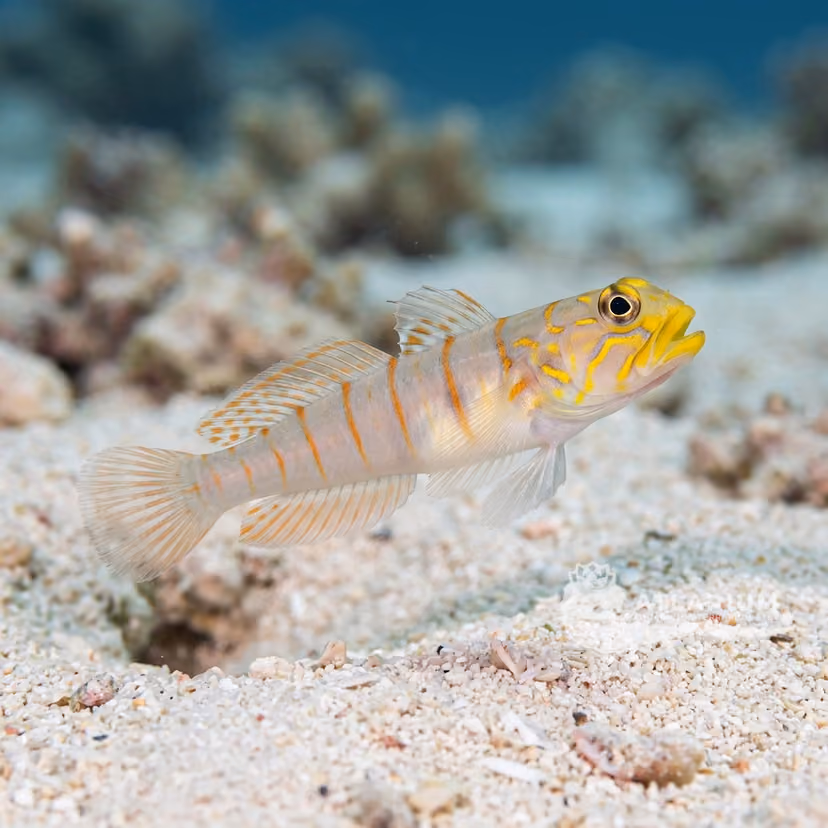 Morishita's Shrimpgoby