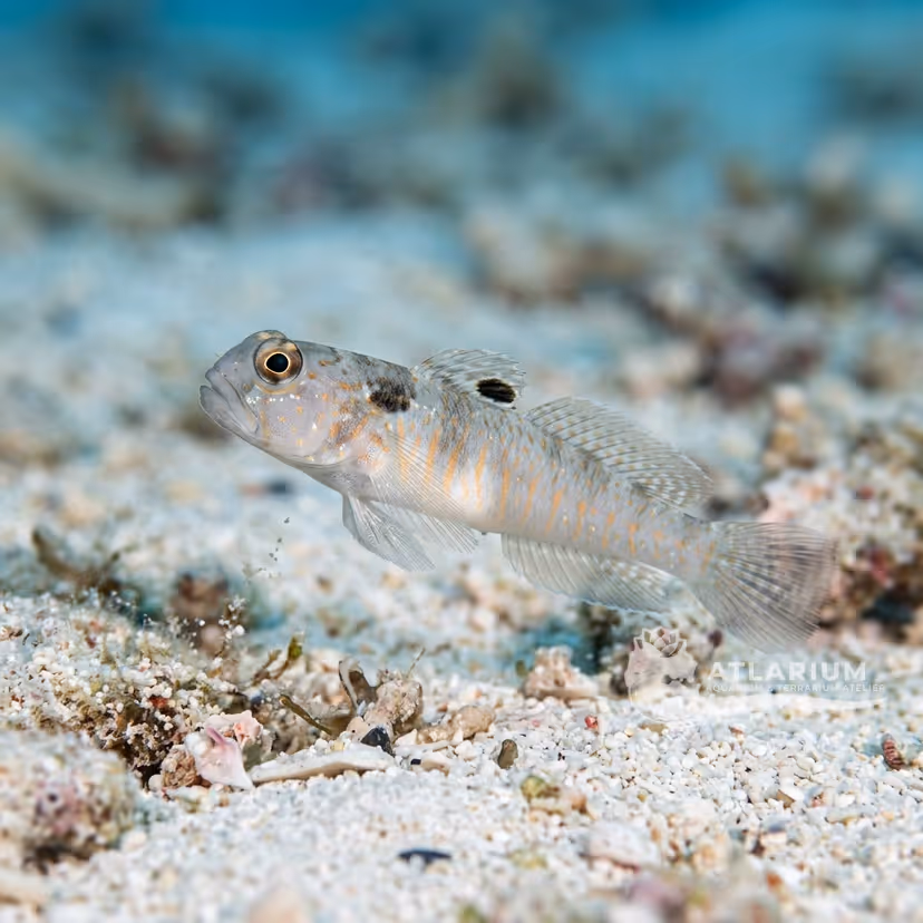 Neglected Shrimpgoby