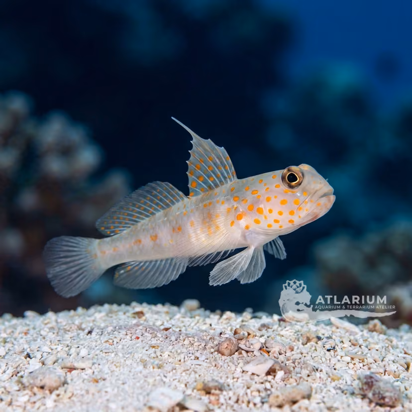 Neumann's prawn-goby