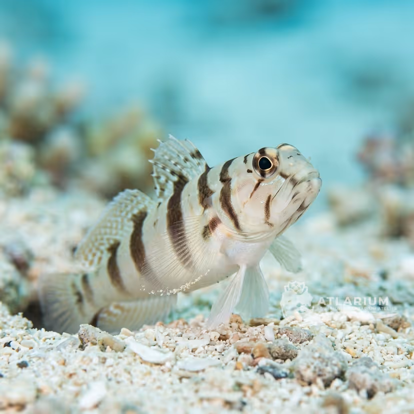 New Caledonia Shrimpgoby