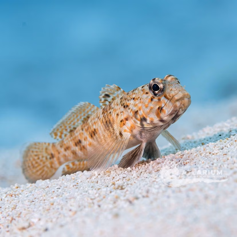 Periophthalma Shrimp Goby