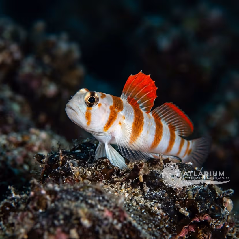 Redmargin shrimpgobid