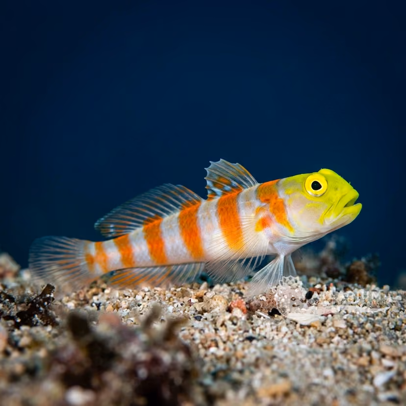 Yano's Shrimp Goby