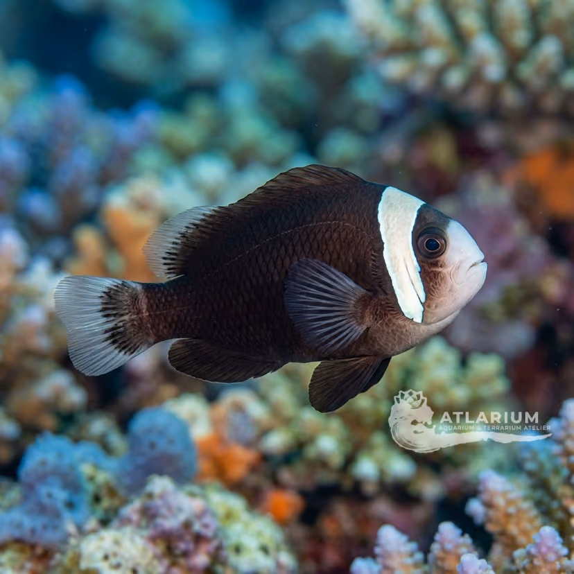 McCulloch's Clownfish