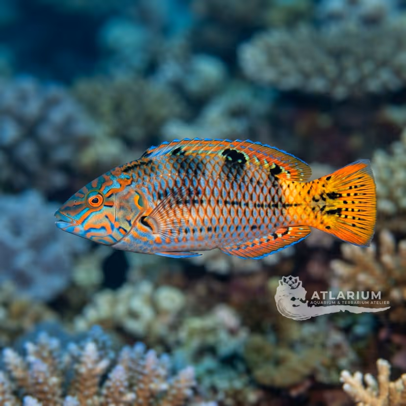 New Guinea wrasse