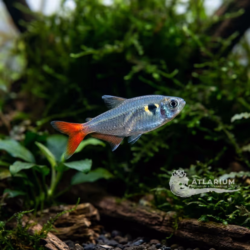 Tetra corona de oro