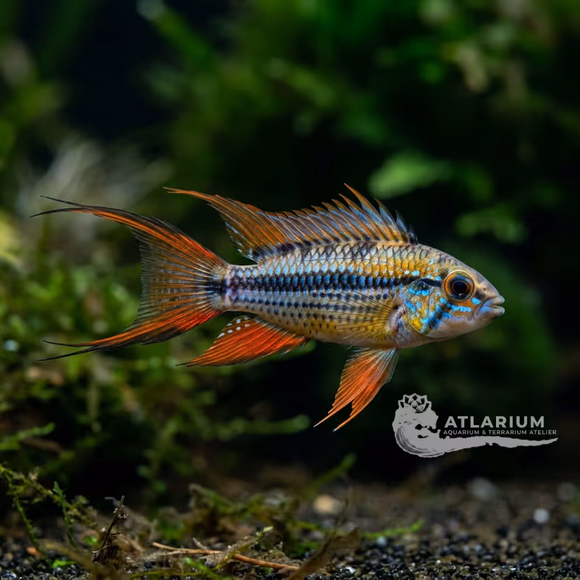 Apistogramma uaupesi