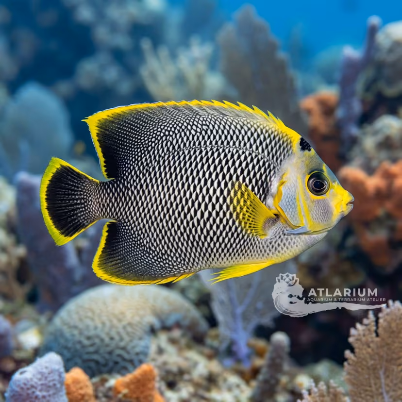 Tiger Angelfish