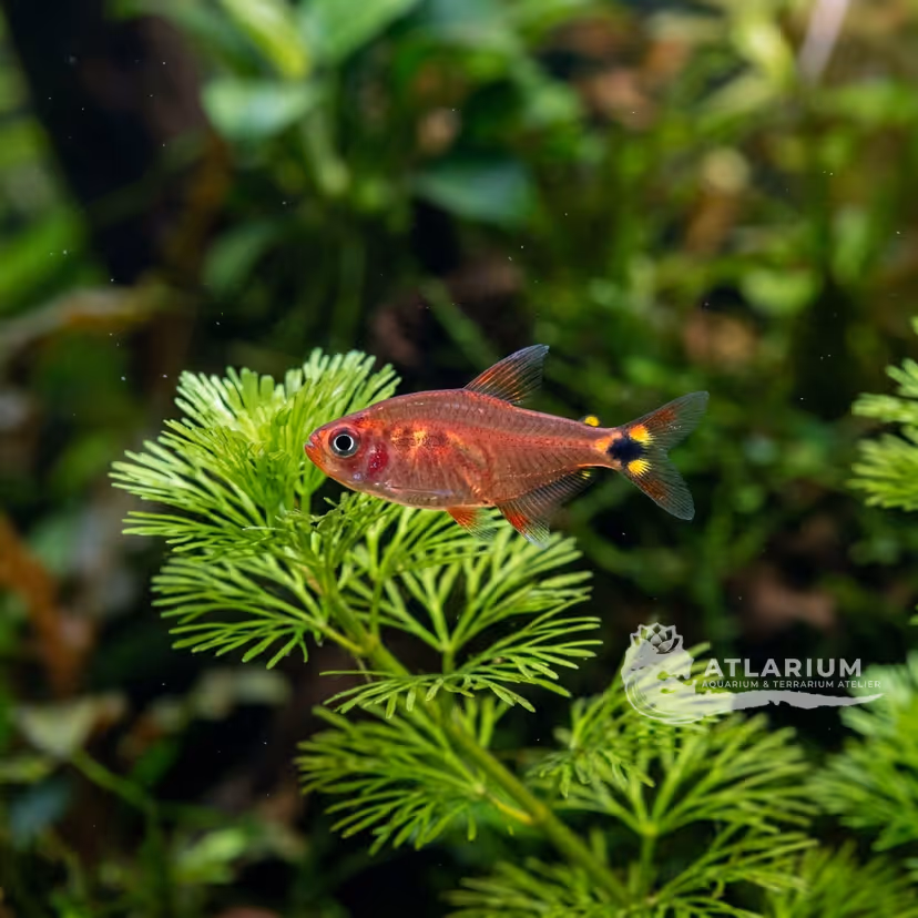 Ruby tetra