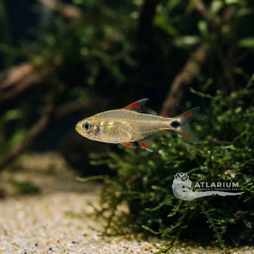 White star tetra