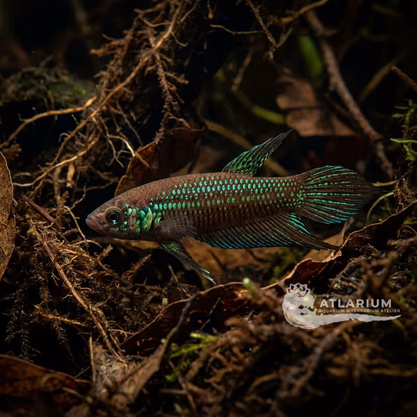 Betta rojo vino