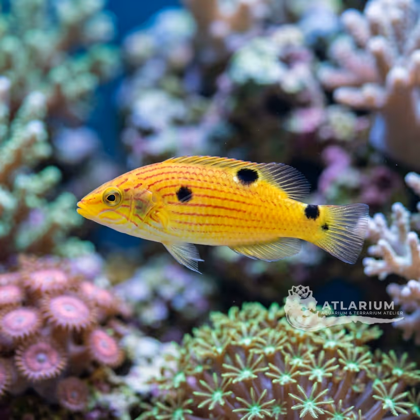 Twospot Slender Hogfish