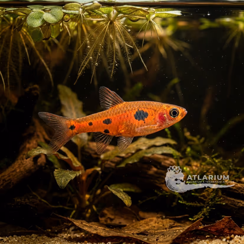 Rasbora enana maculata