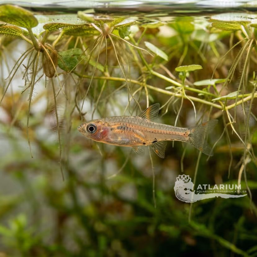 Rasbora Micros