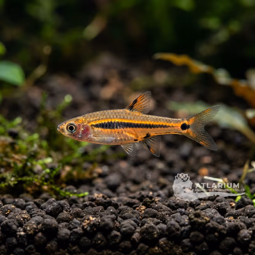 Rasbora punto exclamativo